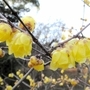 見ごろを迎えている植物園のロウバイ