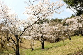神戸市立森林植物園の「さくら園」。入り口近くではソメイヨシノが出迎えてくれる
