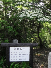 約１２メートルのヤマボウシには「市民の木」の看板が