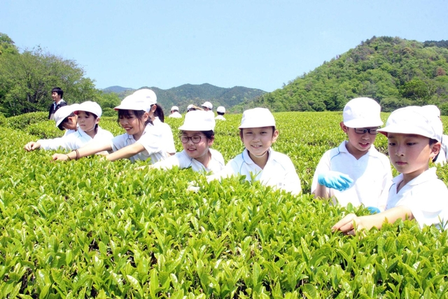 「一芯二葉」を摘み取る児童ら＝神河町吉冨