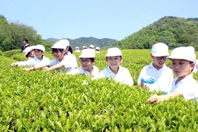 「一芯二葉」を摘み取る児童ら＝神河町吉冨