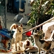 飼い主を探すのか、被災地に集まってくる犬やネコ＝１９９５年１月３０日、神戸市長田区苅藻通４