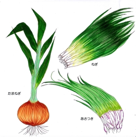 イラスト　御影高校１年　東　希