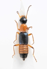 アオバアリガタハネカクシの標本。体液には有害成分を含む（北九州市立自然史・歴史博物館提供）