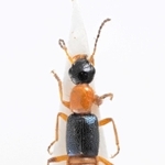 アオバアリガタハネカクシの標本。体液には有害成分を含む（北九州市立自然史・歴史博物館提供）