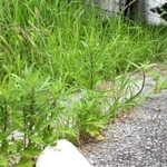 遊歩道に落ちた使い捨てマスク＝三田市ゆりのき台５