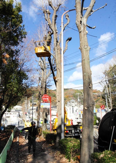 政令市の中で最も本数が多いとされる神戸の街路樹。定期的に剪定作業が行われている＝神戸市中央区