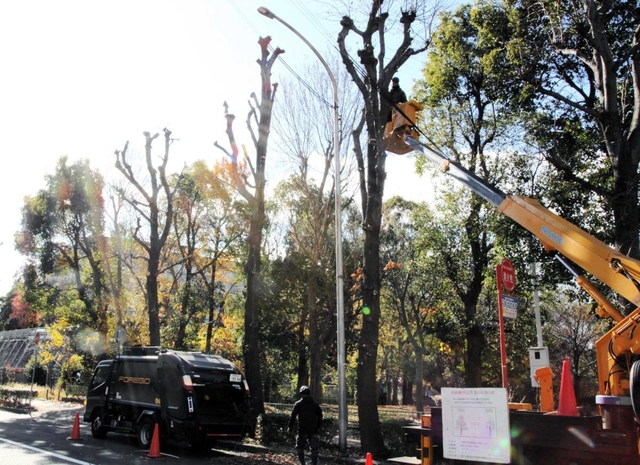 政令市の中で最も本数が多いとされる神戸の街路樹。定期的に剪定作業が行われている
