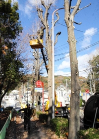政令市の中で最も本数が多いとされる神戸の街路樹。定期的に剪定作業が行われている＝神戸市中央区