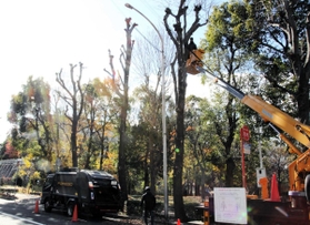 政令市の中で最も本数が多いとされる神戸の街路樹。定期的に剪定作業が行われている