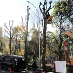 政令市の中で最も本数が多いとされる神戸の街路樹。定期的に剪定作業が行われている