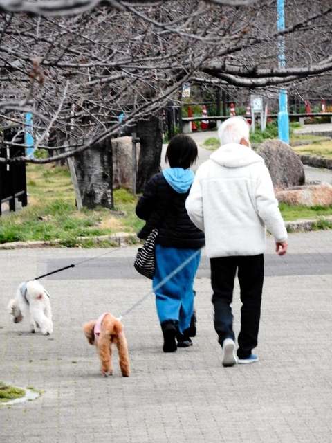 犬の散歩をする人たち＝神戸市内
