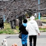 犬の散歩をする人たち＝神戸市内