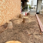 真新しい切り株が残る名谷駅北出口付近の植栽＝神戸市須磨区中落合２