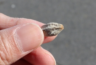 指でつまんでみたが硬かった