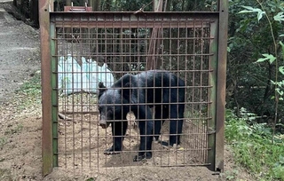 2023年に山口県長門市で捕獲されたツキノワグマ（山口県下関農林事務所提供）