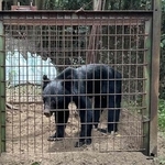 2023年に山口県長門市で捕獲されたツキノワグマ（山口県下関農林事務所提供）