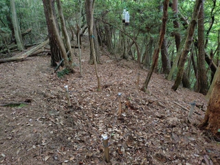 京都府が木津川市の山中に設置したヘアトラップ。蜂蜜と赤ワインを混ぜたものを吊るし、クマの毛が採取できるよう有刺鉄線を仕掛けた（府提供）