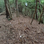 京都府が木津川市の山中に設置したヘアトラップ。蜂蜜と赤ワインを混ぜたものを吊るし、クマの毛が採取できるよう有刺鉄線を仕掛けた（府提供）