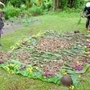 ２０１３年９月、遺骨収集の調査隊が発見した日本兵とみられる人骨＝ブーゲンビル島（全国ソロモン会提供）