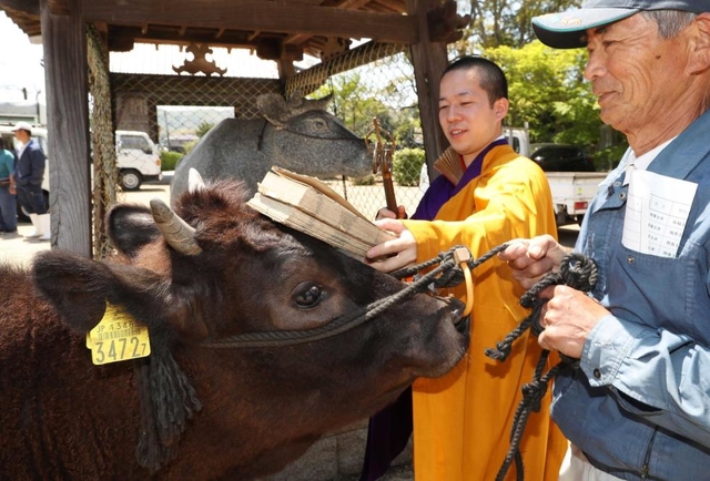 牛寄せに連れられてきた和牛。経文を頭に乗せられ、錫杖で健康祈願を受ける＝淡路市下司、覚王寺