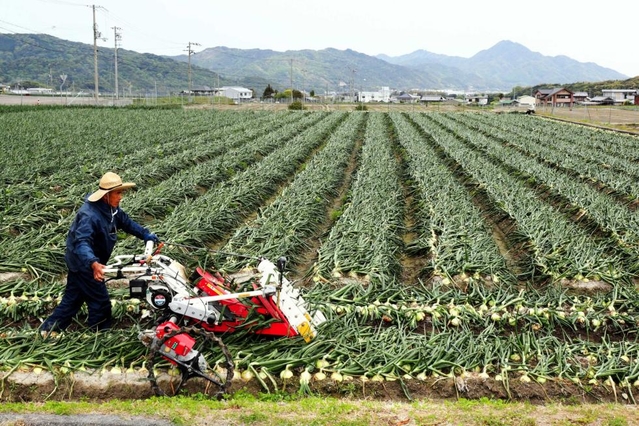 集団栽培の先駆け、広田地区で早生タマネギを収穫する谷口保さん。近くの広域農道は「オニオンロード」と呼ばれる＝南あわじ市中条中筋