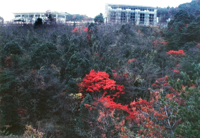 浄水場の整備で盛り土された斜面。モノクロ写真は造成直後で、左下隅が荒川さん宅（「阪神上水道市町村組合創設二十周年記念誌」より）。震災直前にはやぶになっていた＝西宮市 
