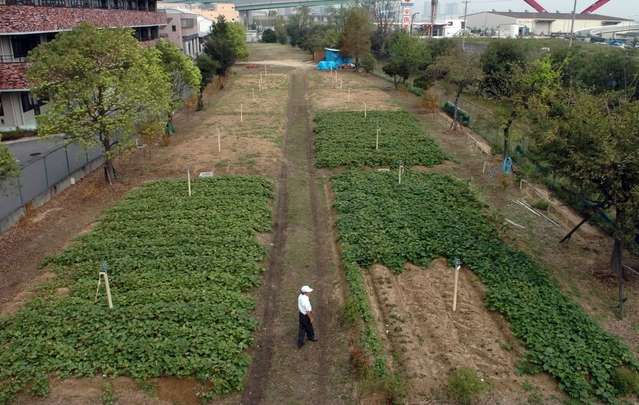 ２００４・１０・２　仮設住宅跡地はサツマイモ畑に＝神戸市灘区大石南町