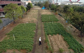 ２００４・１０・２　仮設住宅跡地はサツマイモ畑に＝神戸市灘区大石南町