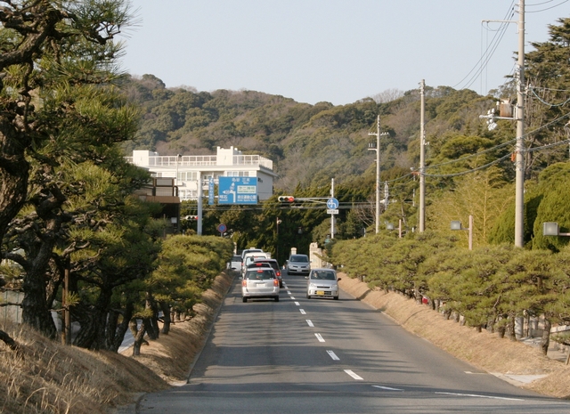 離宮公園に続く松並木。震災前、吉田さんは毎朝、この道を抜けて、小学校へ車を走らせた＝須磨区離宮前町
