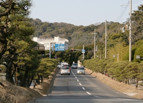 離宮公園に続く松並木。震災前、吉田さんは毎朝、この道を抜けて、小学校へ車を走らせた＝須磨区離宮前町