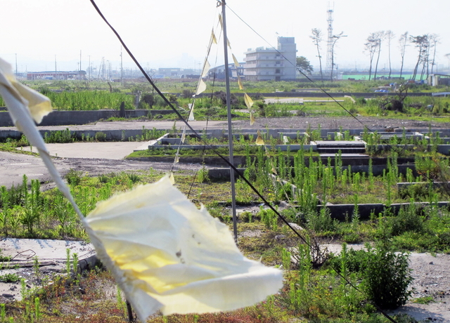 現地での再建を訴える住民が、住宅の跡地に黄色いハンカチを取り付けていた＝仙台市若林区荒浜
