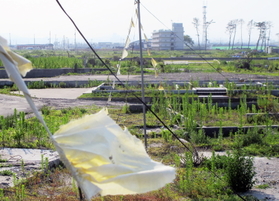 現地での再建を訴える住民が、住宅の跡地に黄色いハンカチを取り付けていた＝仙台市若林区荒浜
