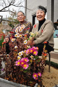 亡き息子にささげるため、寒菊を育てる北さん夫婦＝神戸市北区（撮影・笠原次郎）