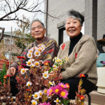 亡き息子にささげるため、寒菊を育てる北さん夫婦＝神戸市北区（撮影・笠原次郎）