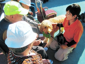 熊本地震の被災地で活動するセラピー犬。お年寄りらを笑顔にする＝昨年１２月３日、熊本県西原村（日本レスキュー協会提供）