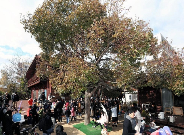 保存が検討される浜風の家のシンボルクスノキ＝１４日午後、芦屋市浜風町（撮影・三津山朋彦）