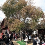 保存が検討される浜風の家のシンボルクスノキ＝１４日午後、芦屋市浜風町（撮影・三津山朋彦）