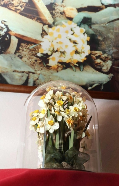 当時の写真と共に展示されているスイセン。今も変わらぬ美しさを保つ＝神戸市中央区北野町１、神戸布引ハーブ園