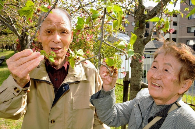 亡き長男夫婦をしのんで植えた桜の元に立つ足立悦夫さんと妻朝子さん＝神戸市灘区高徳町１