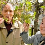 亡き長男夫婦をしのんで植えた桜の元に立つ足立悦夫さんと妻朝子さん＝神戸市灘区高徳町１