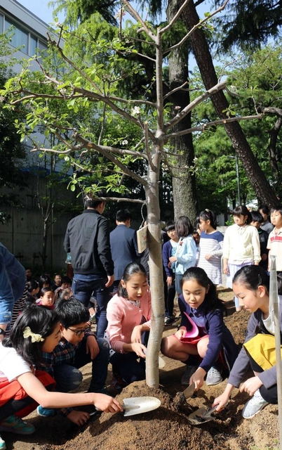 浜風の家から移植されたリンゴの木に土をかける子どもら＝１６日午前、精道小学校