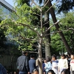 浜風の家から移植されたリンゴの木に土をかける子どもら＝１６日午前、精道小学校
