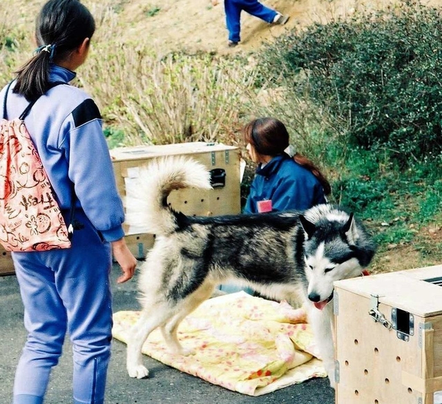 阪神・淡路大震災で被災して保護され、新たな飼い主に譲渡される犬（兵庫県南部地震動物救援本部提供）