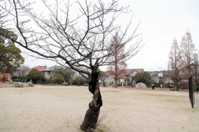津知公園で親しまれた桜。樹勢が衰え、伐採された