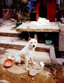 阪神・淡路大震災の後、倒壊した住宅の前でつながれたままの犬（兵庫県南部地震動物救援本部提供）
