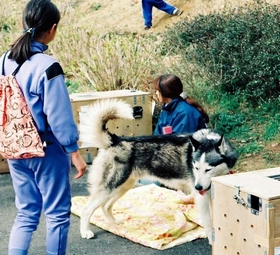 阪神・淡路大震災で被災して保護され、新たな飼い主に譲渡される犬（兵庫県南部地震動物救援本部提供）