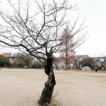 津知公園で親しまれた桜。樹勢が衰え、伐採された