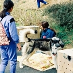 阪神・淡路大震災で被災して保護され、新たな飼い主に譲渡される犬（兵庫県南部地震動物救援本部提供）