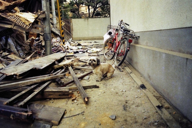 阪神御影駅近くの路地。倒壊家屋のそばを歩き回る犬がいた。飼い主は無事だったろうか？＝１７日午前、神戸市東灘区御影本町